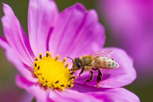 Closeup of a honeybee landing on a purple and yellow daisy